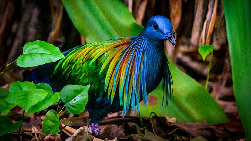 colorful bird