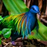 38 Colorful Birds You Didn't Know Exist