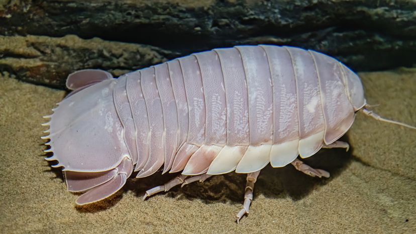 Giant isopod