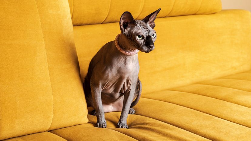 Gato Sphynx