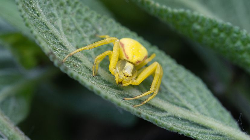 Goldenrod crab spider