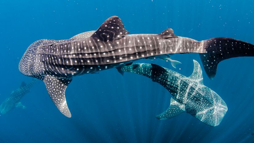 Whale sharks