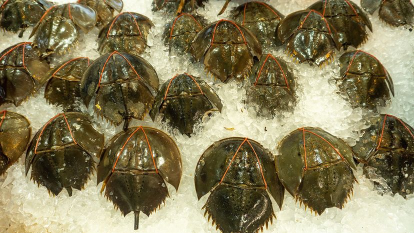 Horseshoe crabs harvested