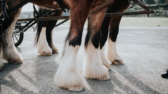 Sampson, aka Mammoth: The Biggest Horse Ever