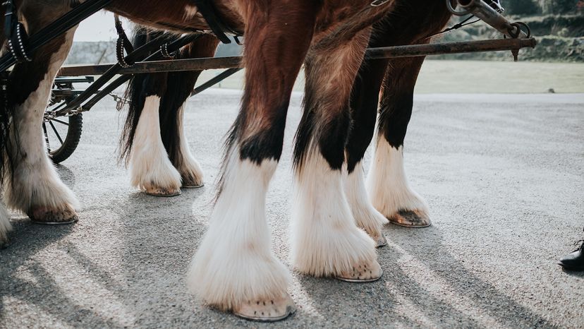 Photograph of the legs and hooves of 3 shire horses