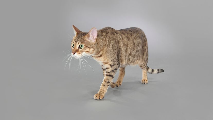Savannah cat