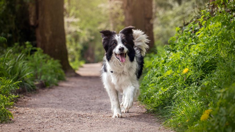 Border Collie