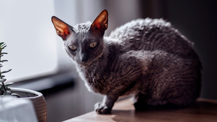 Cornish Rex