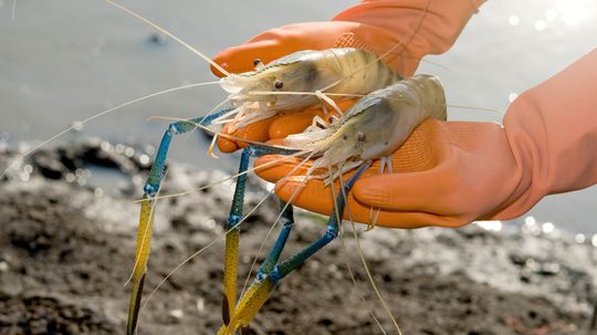 9 Biggest Shrimp in the World (and1 Massive Imposter)