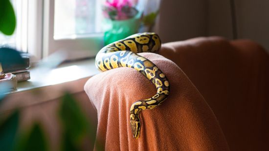 8 Best Pet Snakes for Beginners (Plus Care Tips)