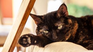 old tortoiseshell cat lounging