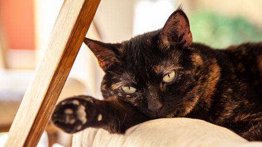 The Tortoiseshell Cat, aka Tortie, Is Brimming With Personality