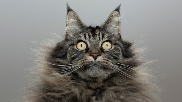 Why Do Cats Fart?