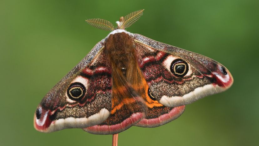 Emperor Moth