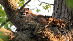 Raccoon