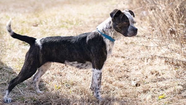 Pit Heeler: A Pit Bull Terrier and Cattle Dog Mix