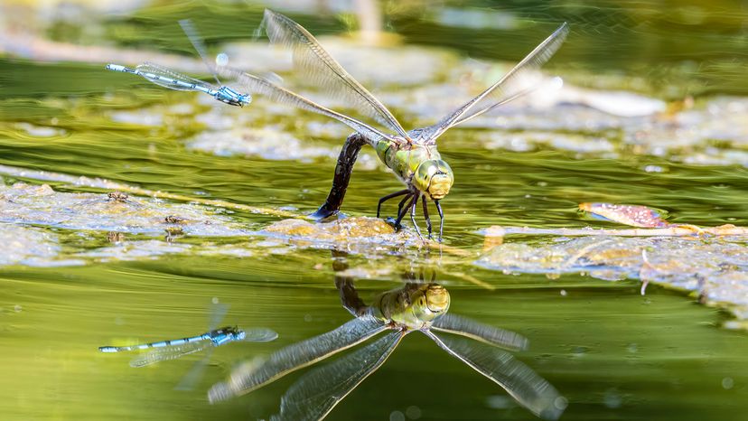 Dragonflies