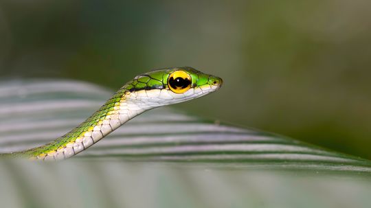 The Slender Parrot Snake Can Grow to More Than 5 Feet Long