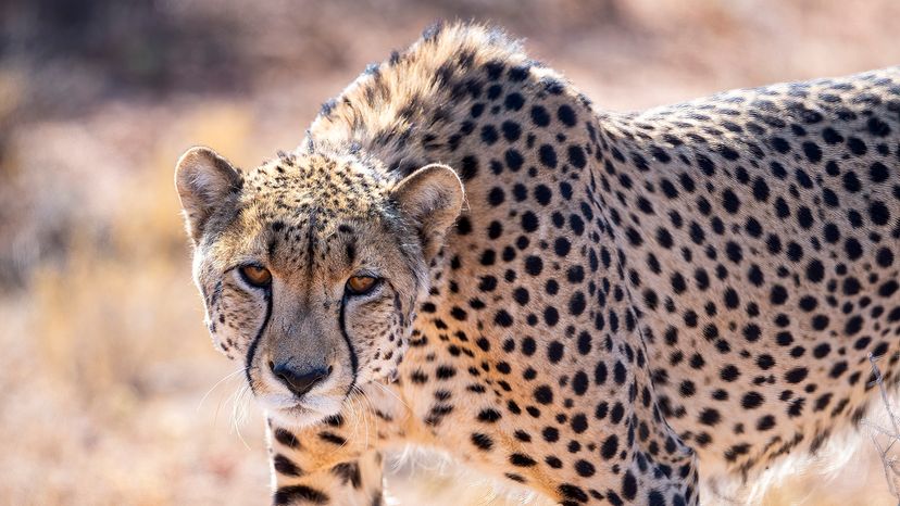 Cheetah