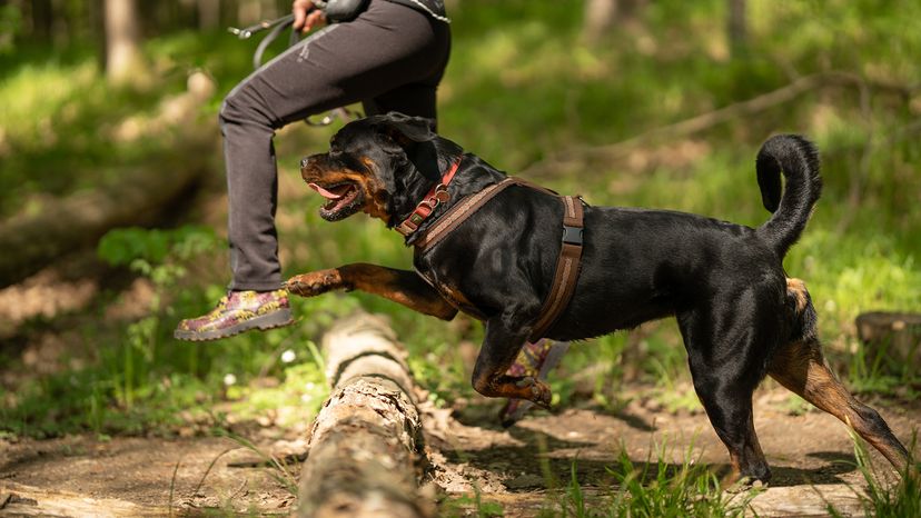 Rottweiler