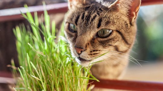 Is Catnip Bad for Cats or Can Cat Brains Handle the Nip?
