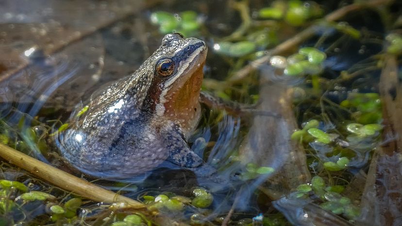 Western chorus frog