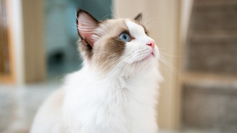 Ragdoll