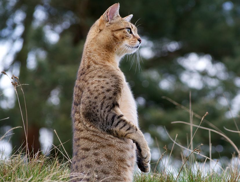 Egyptian Mau