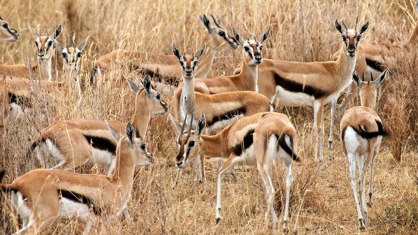 Gazelles