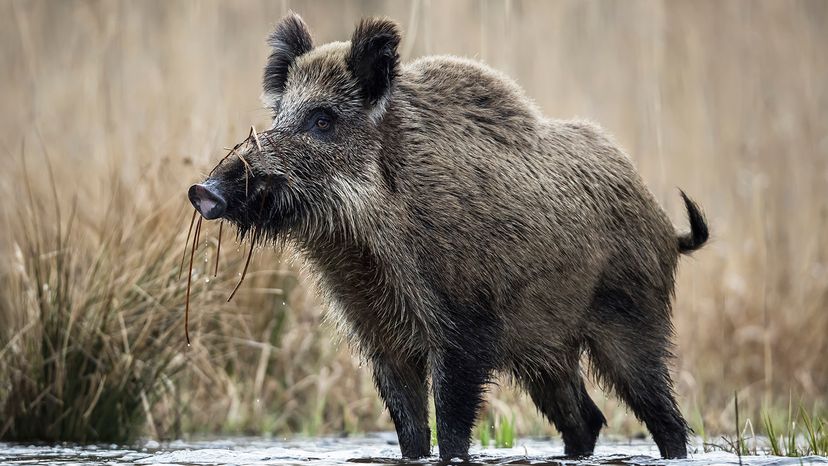 Wild pig