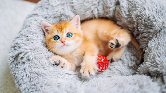 10 Cutest Cat Breeds: Ragdolls, Munchkins, Bengals, Oh My!