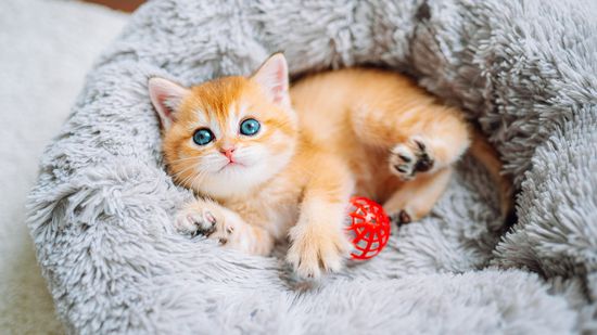 10 Cutest Cat Breeds: Ragdolls, Munchkins, Bengals, Oh My!