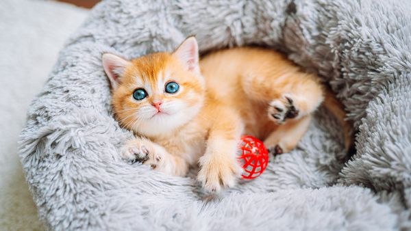 10 Cutest Cat Breeds: Ragdolls, Munchkins, Bengals, Oh My!
