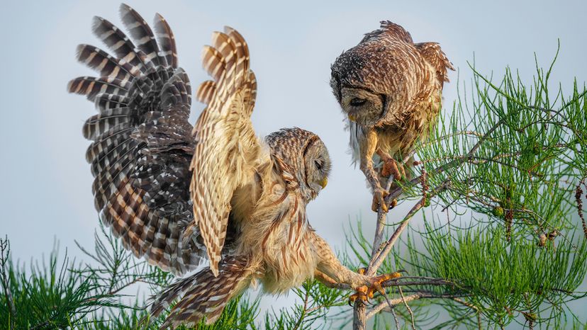 Barred owls