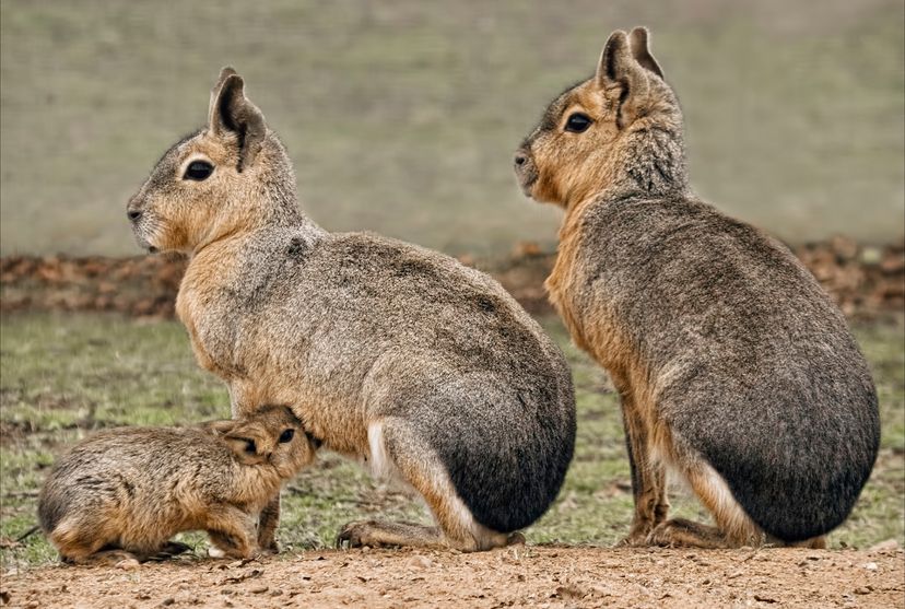 Patagonian maras