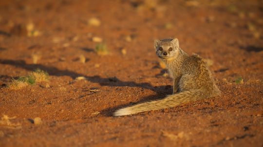 Mongoose vs. Cobra: Who'd Win in a Grudge Match?