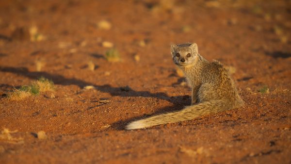 A yellow mongoose (Cynictis penicillata) sits in red dirt and looks at the camera