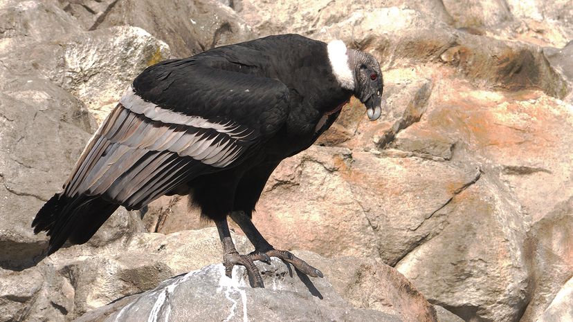 Andean condor