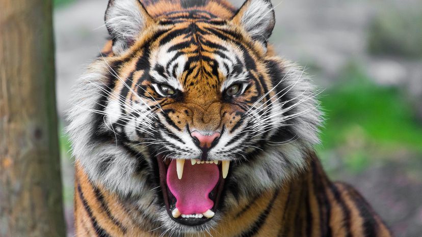 fierce tiger growling and bearing its teeth