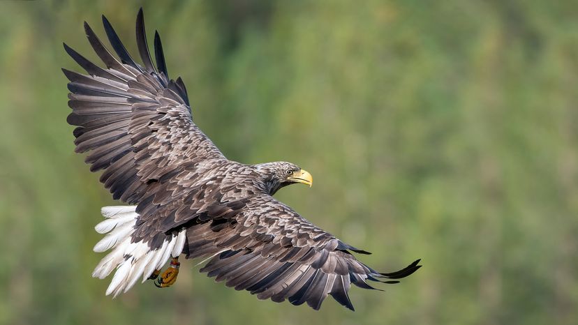 White-tailed eagle