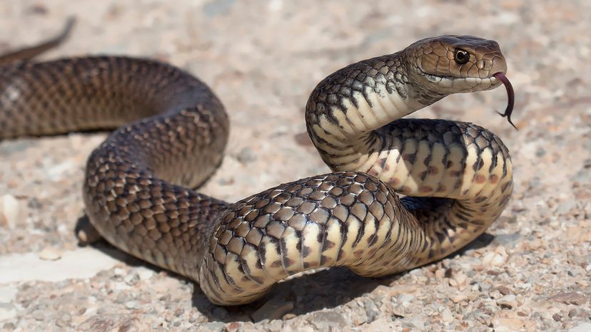 Eastern brown snake