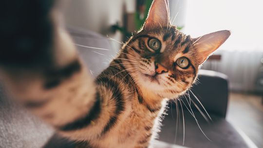 Are Cats Color Blind? The Answer Isn't Black and White
