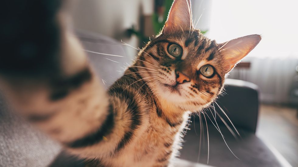 Are Cats Color Blind? The Answer Isn't Black and White