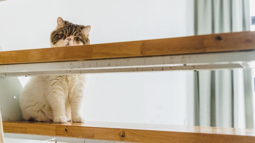 Exotic Shorthair