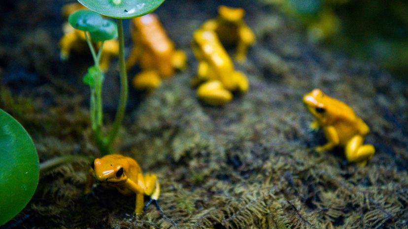 Group of yellow frogs on rainforest floor