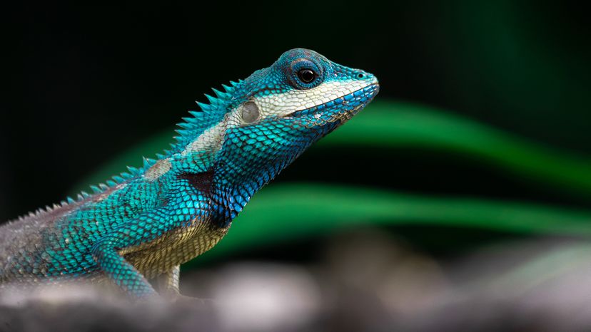 bright turquoise lizard