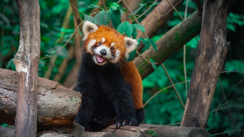 Red panda