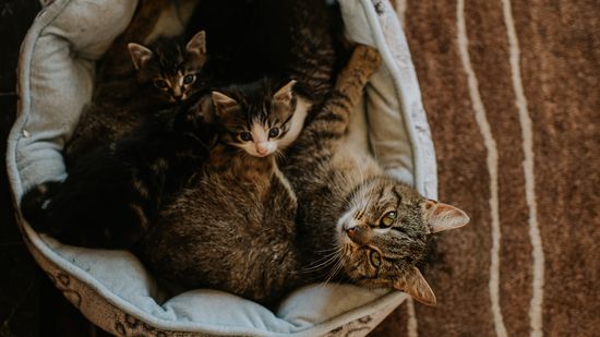 7 Early Signs a Cat Is Pregnant