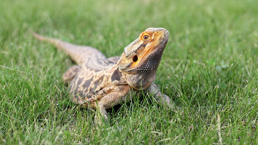 bearded dragon