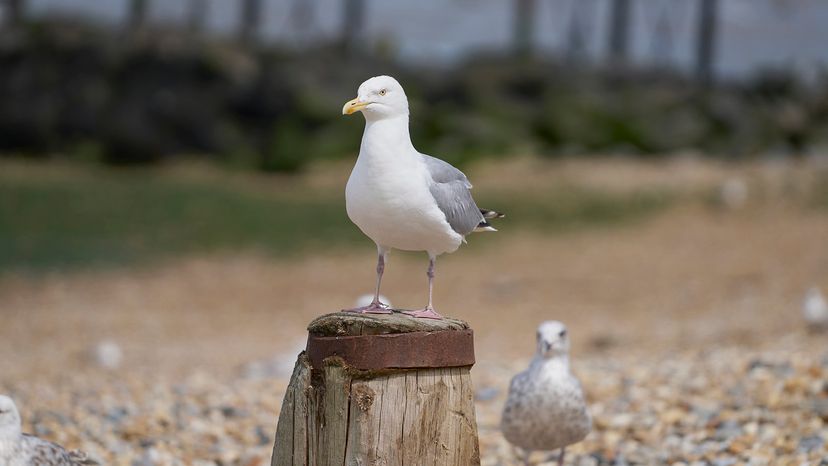 Seagull
